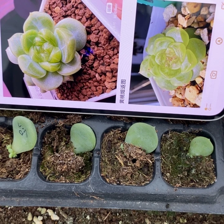 穴盘青吟芽苗一个多肉