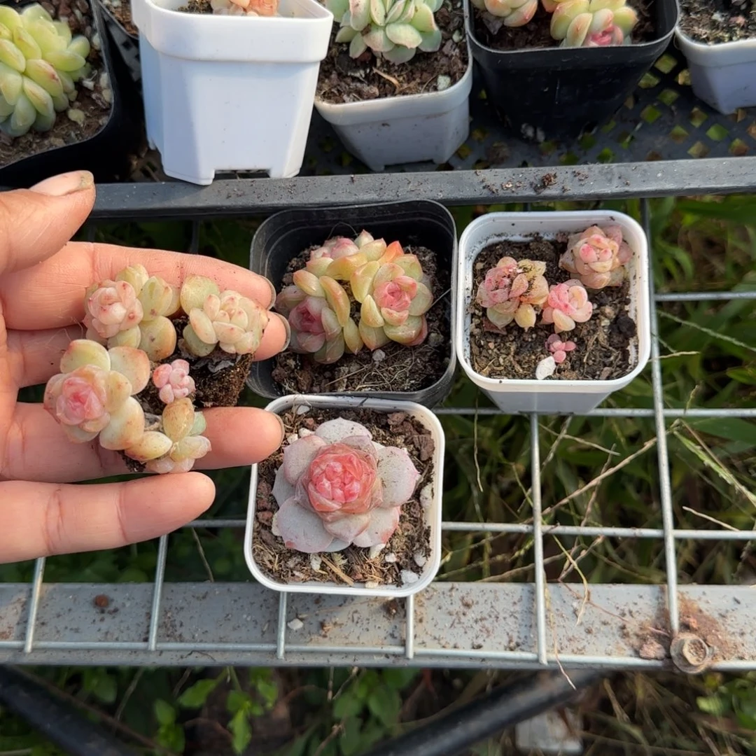 静***心多肉小卡拉米糖心一物一拍