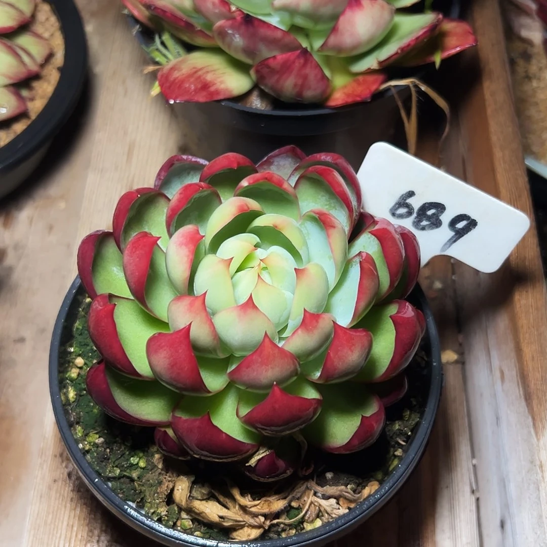 惊鸿仙子一物一拍689号