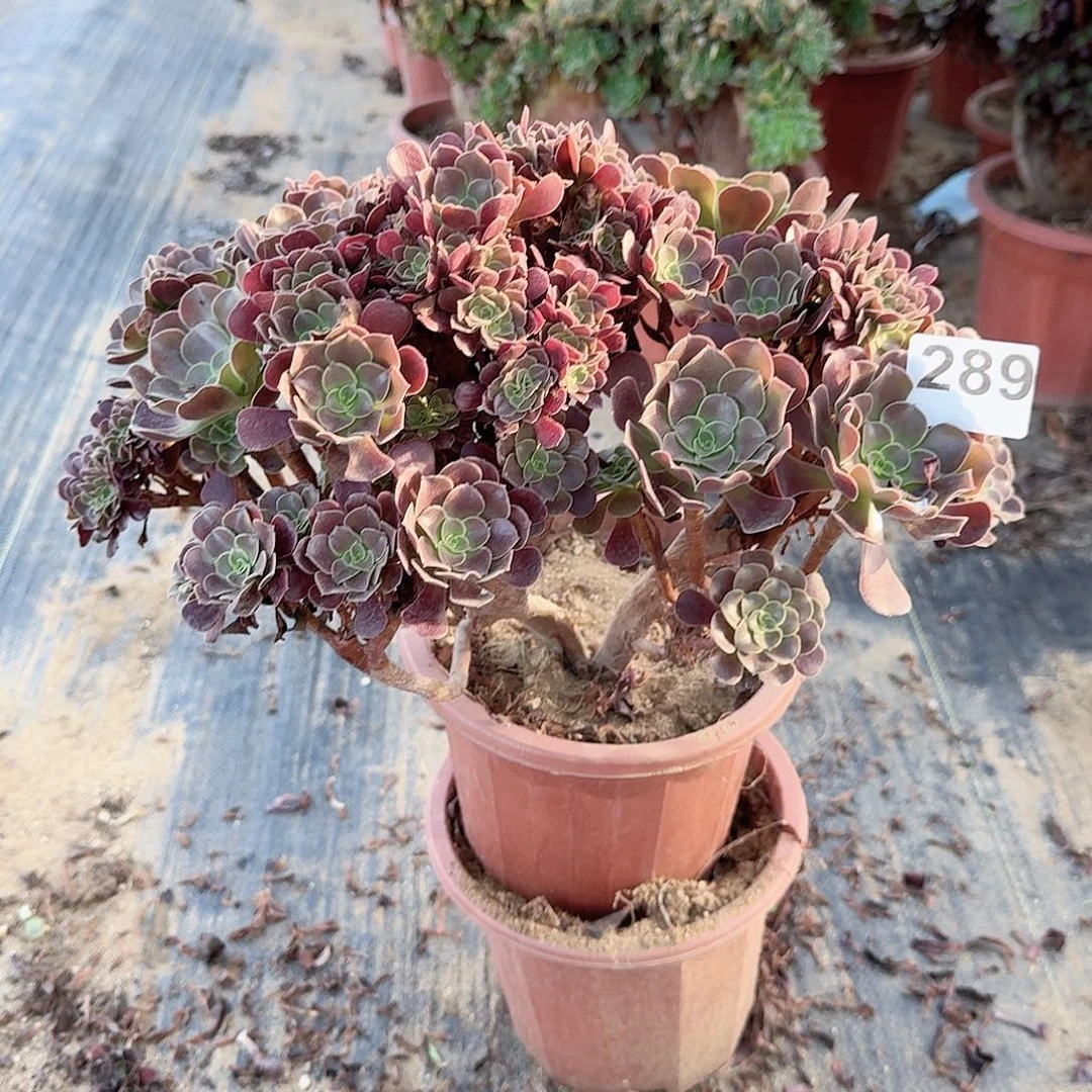 289欧紫朵朵一颗有伤