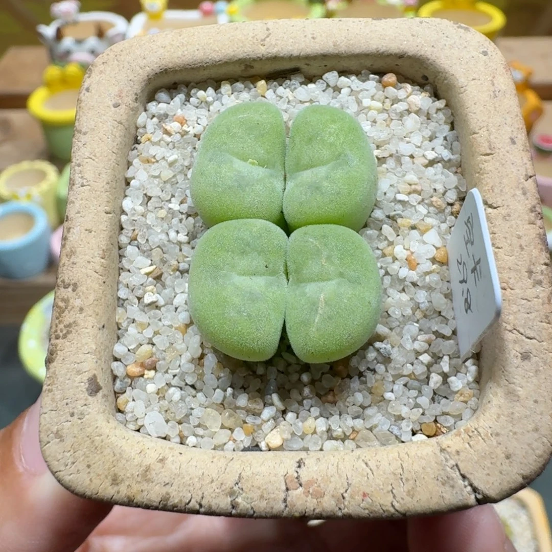 蘑菇1196空卡多肉植物