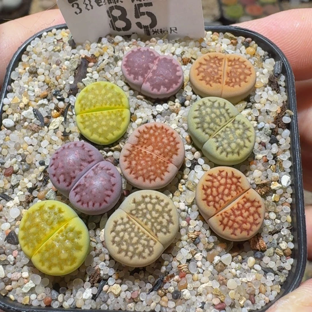 Sssss精品生石花85巴里