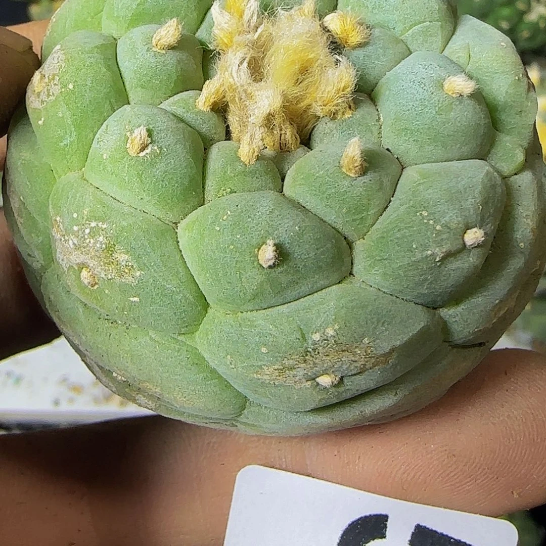 白肌螺旋506萝卜根
