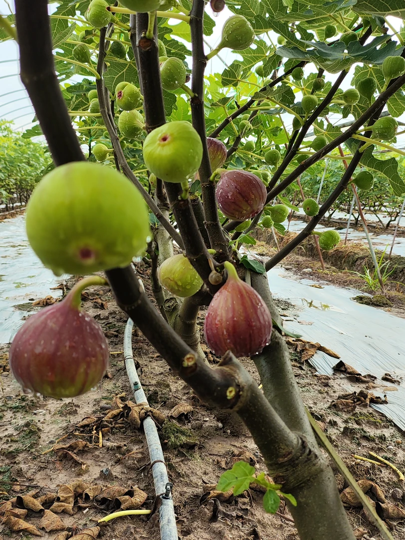 四川鲜无花果现摘树上熟京东空运鲜果礼盒