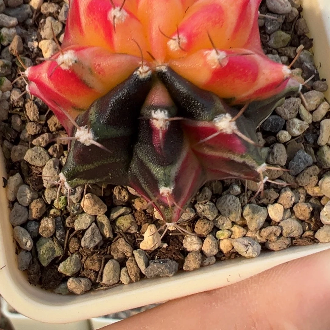 270 好看的米哈冲冲冲