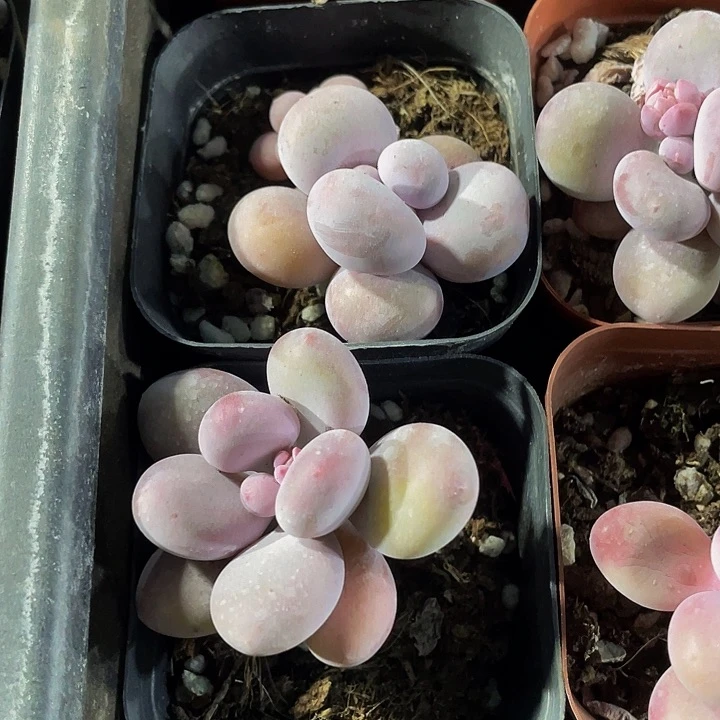 6.5方大奶酪带盆土