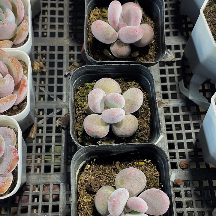 6.5方单头奶酪带盆土发