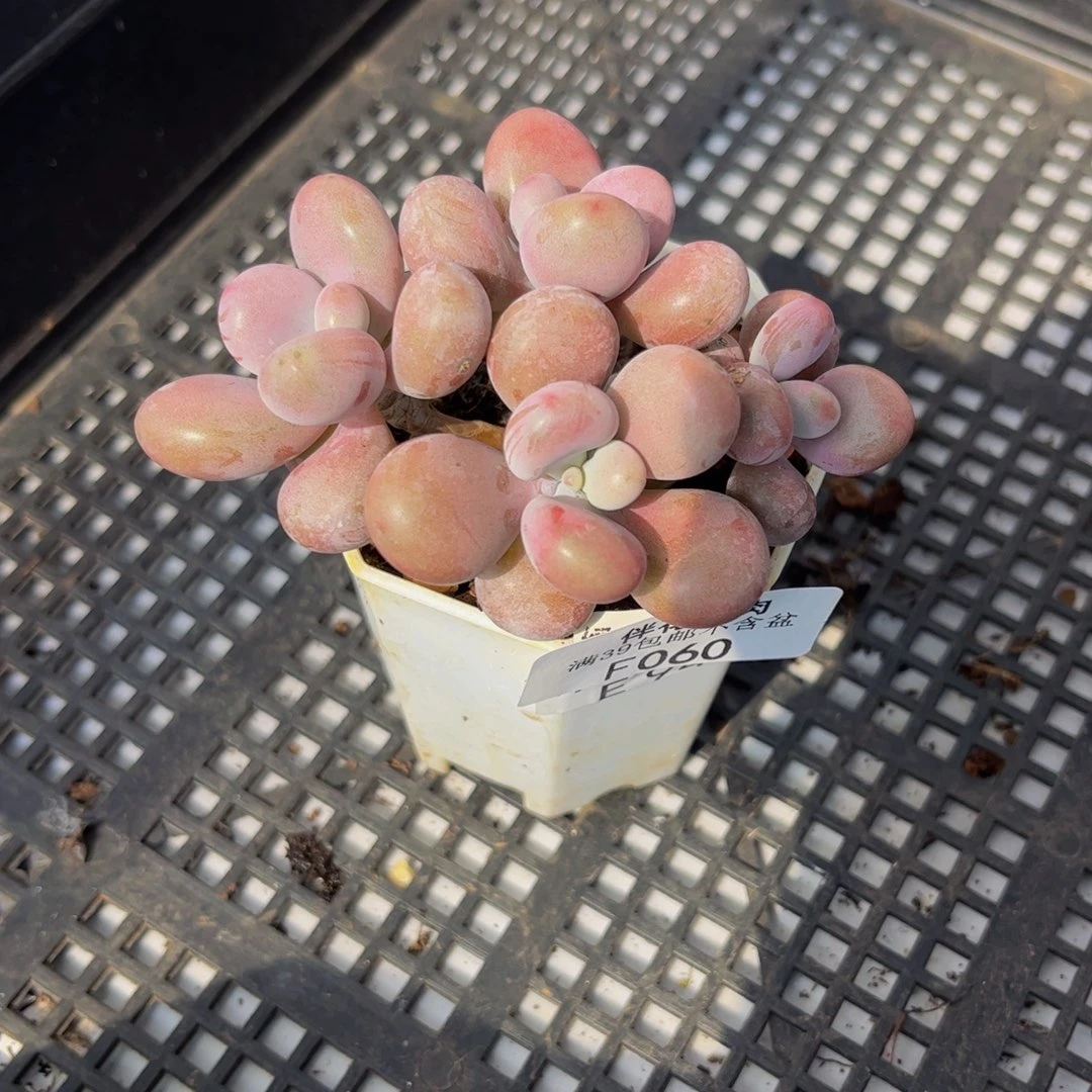 060-腰子桃蛋多肉6cm