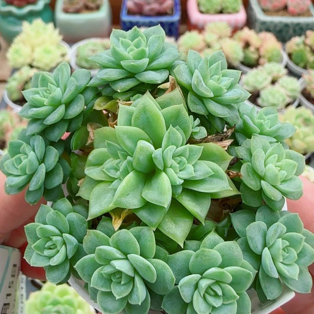 花语逸镜0915-26女王整