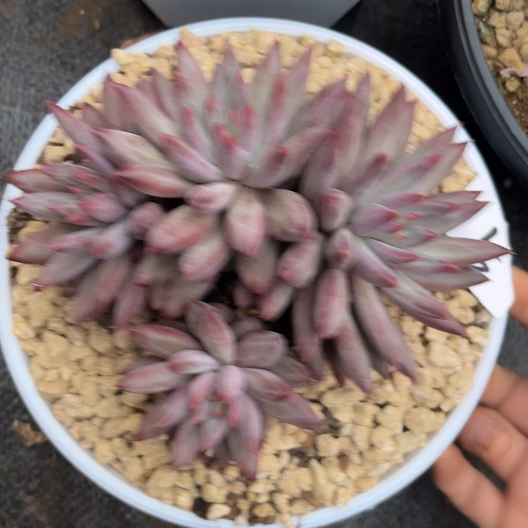 九***思9.26-5羽毛纹虞美人111111