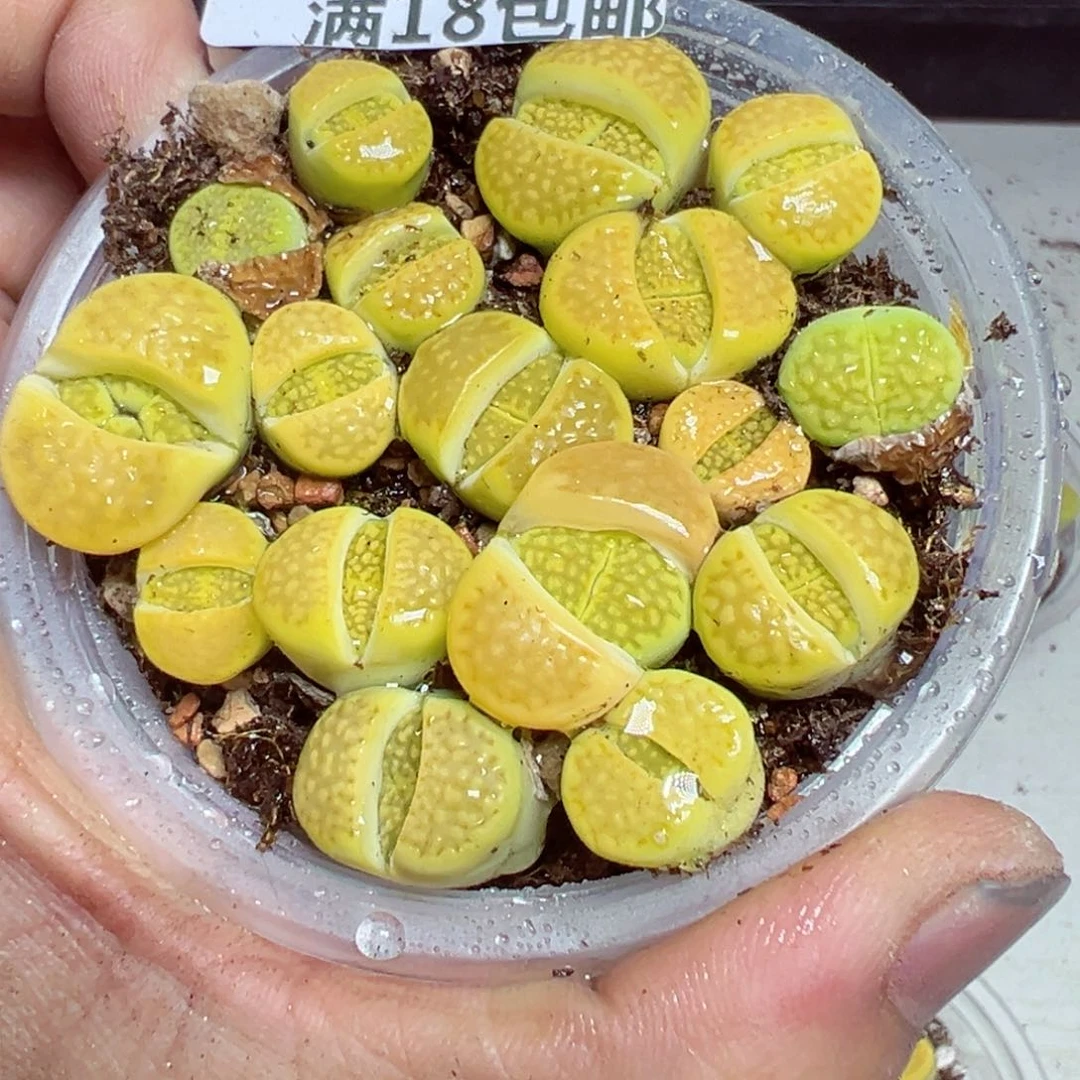 【闪购商品】 264.