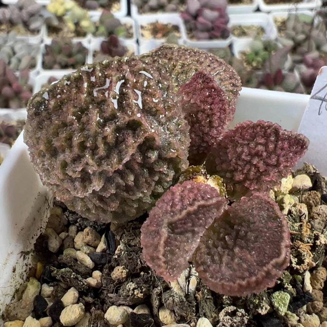 深冰晶纹路款实生新品多肉植物水泡