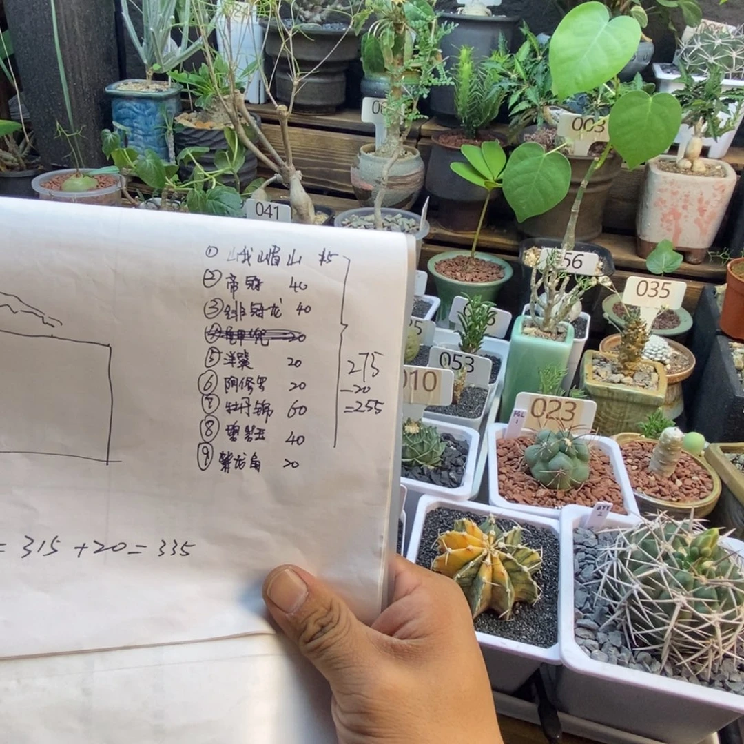 阿***哥沙生植物组合八颗