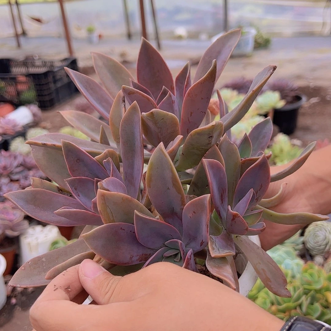 太妃糖 多头多群生