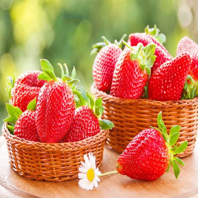 奶油草莓种子四季结果阳台水果盆栽植物草莓好养殖易活室内外