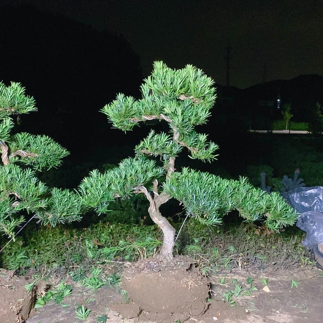 300单科小叶雀舌罗汉松
