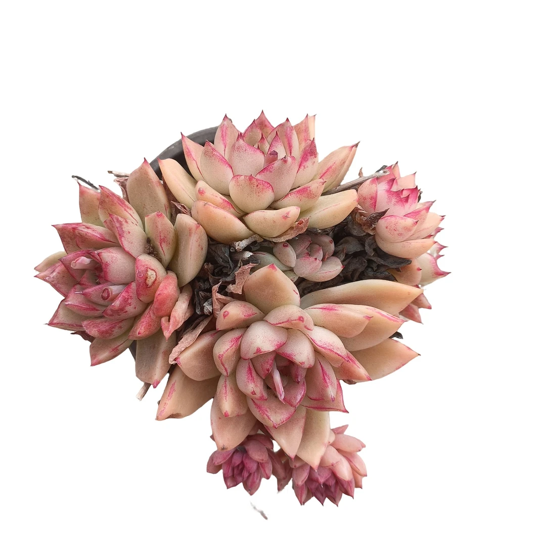 精品石英多肉植物 （满18包邮 直播间展示为准）