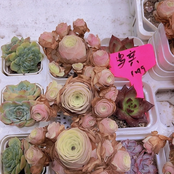 大洛溪玫瑰19包邮