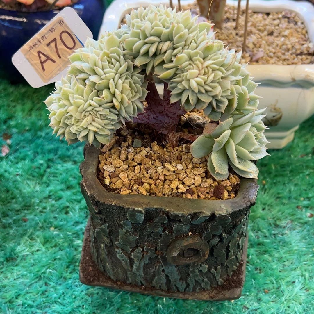 无花朵雪域兰巴黎缀化，，，，，，，，，，，，，