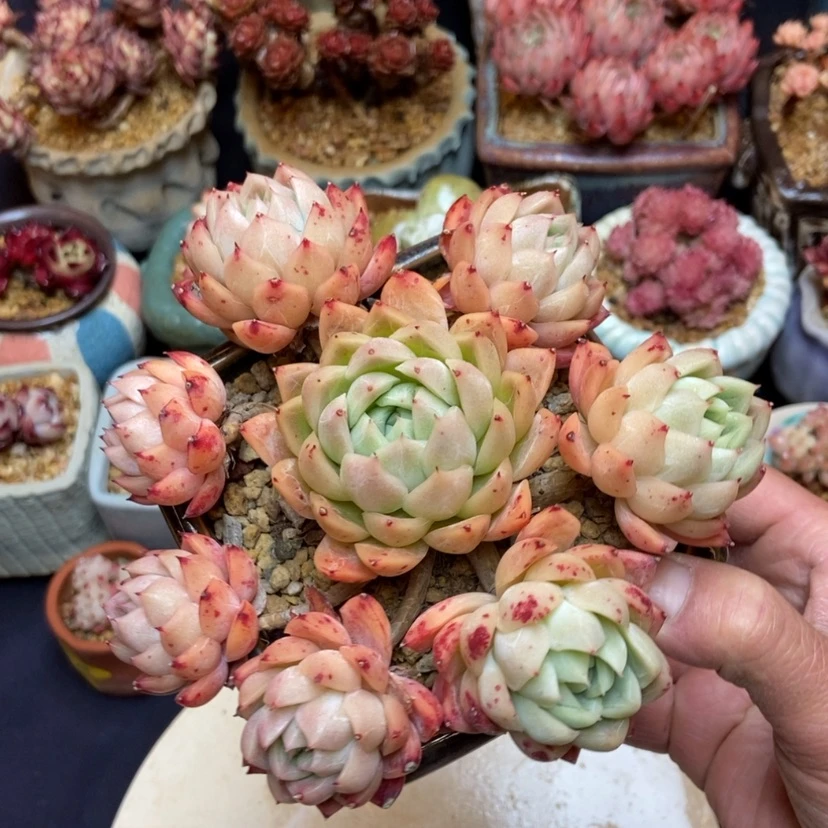 【闪购商品】女王群