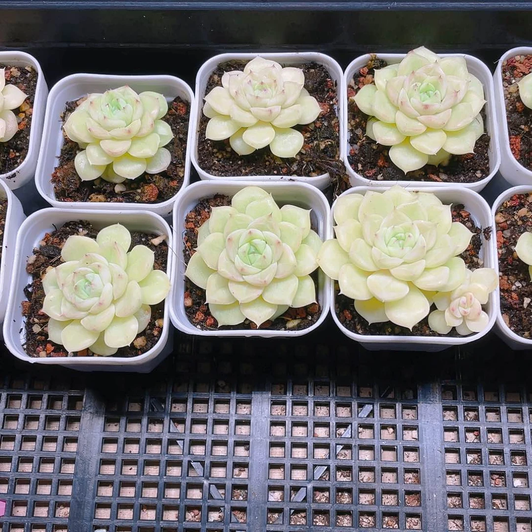 白天鹅盆一个满25包邮