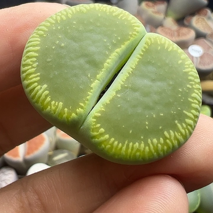 5960福利11111111111111