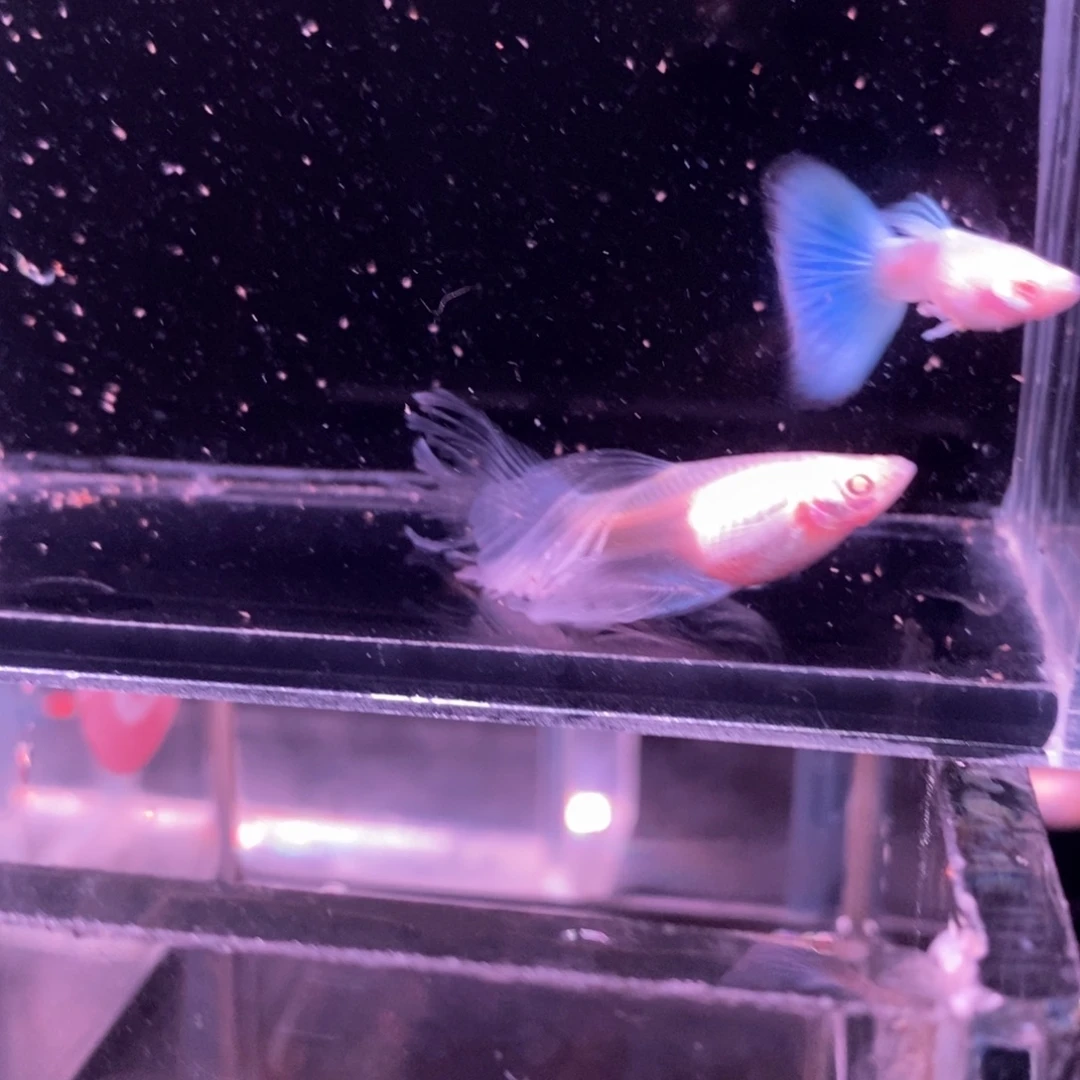 孔雀鱼蓝白绒球一对