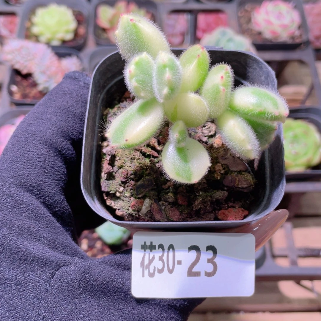 花利美30-23彩熊 不售后