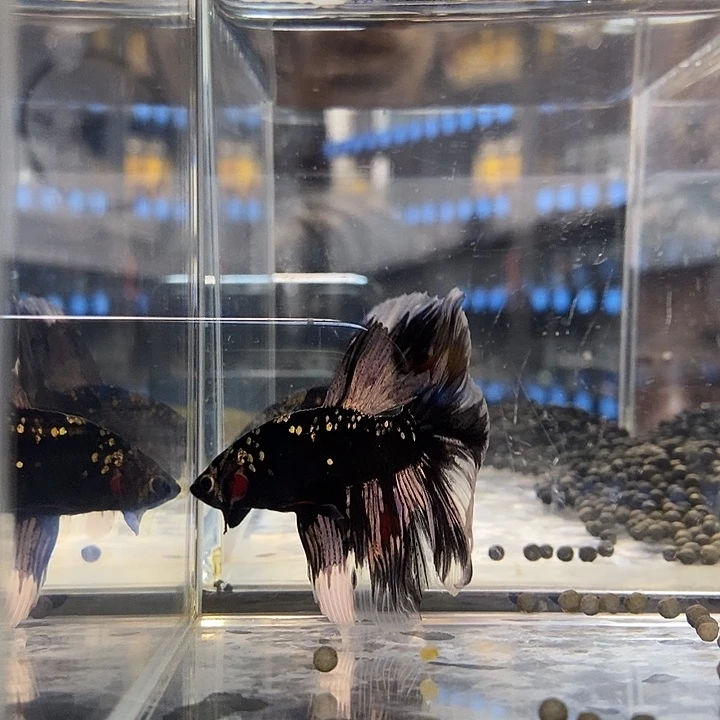 斗鱼黑206号巨否半月