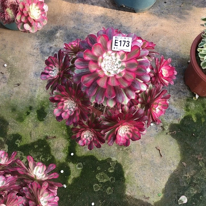 红同白多肉17300000000