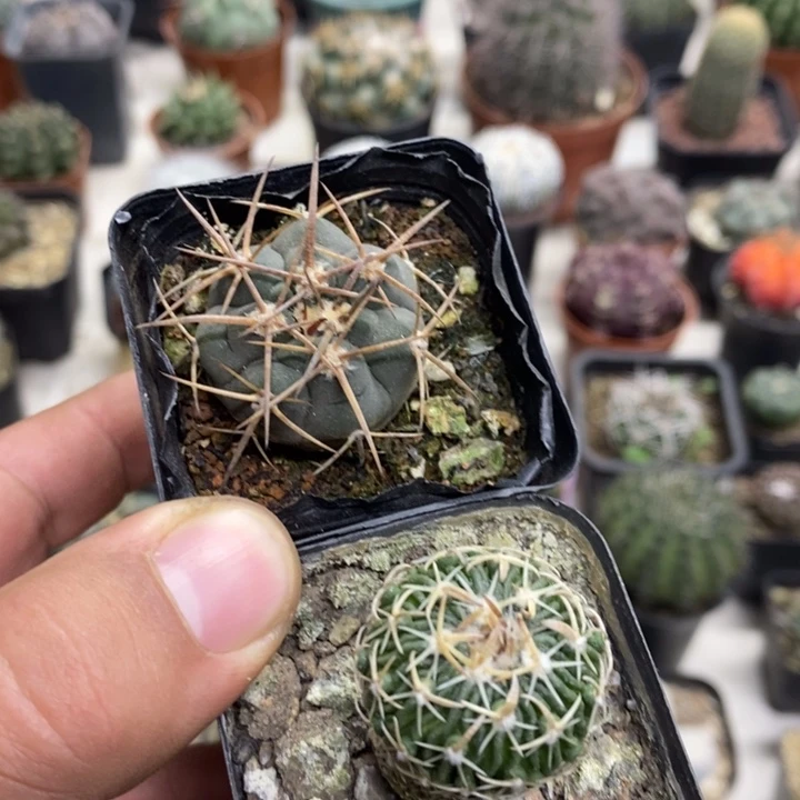 光临玉太刀岚2颗特价