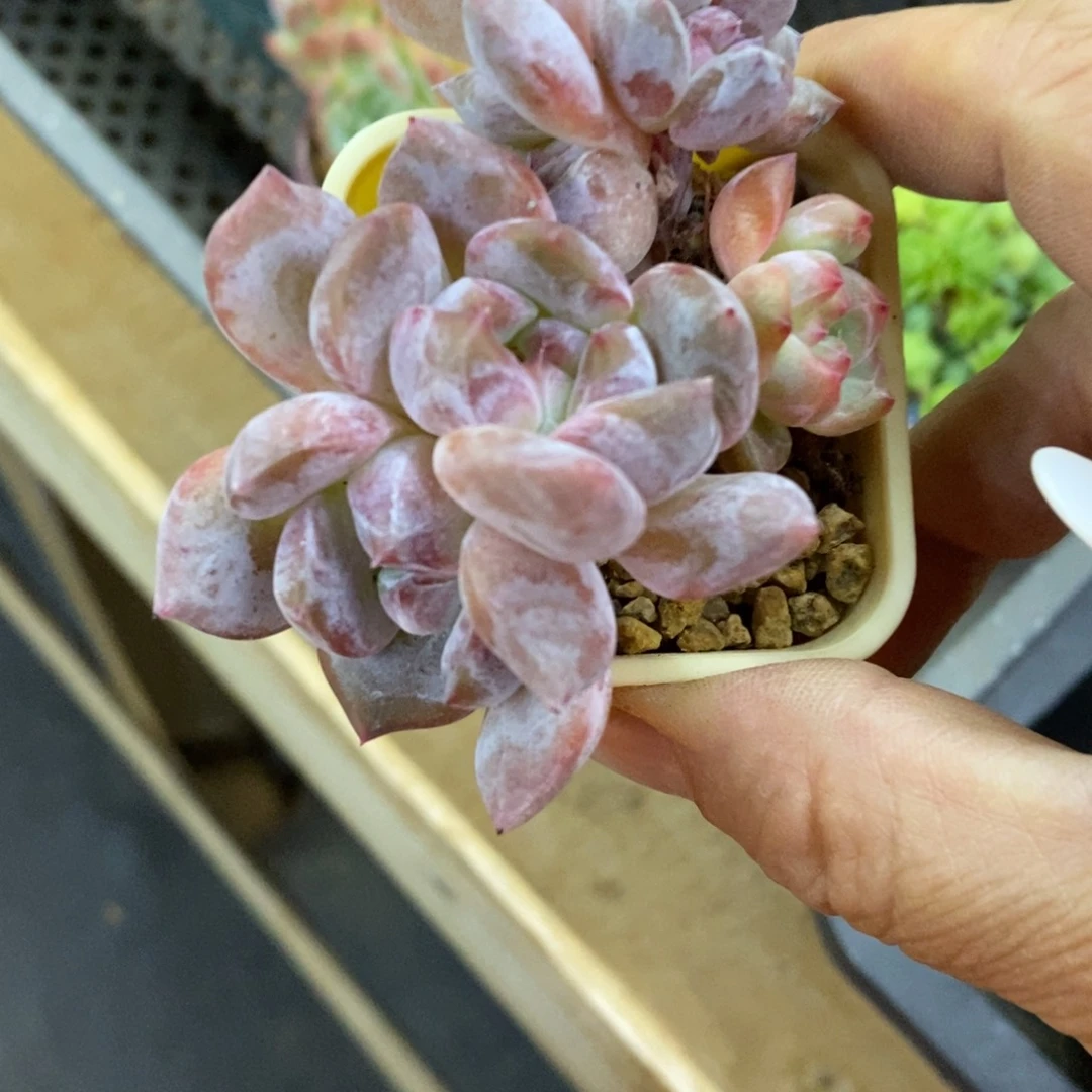 精品多肉一物拍不包整30