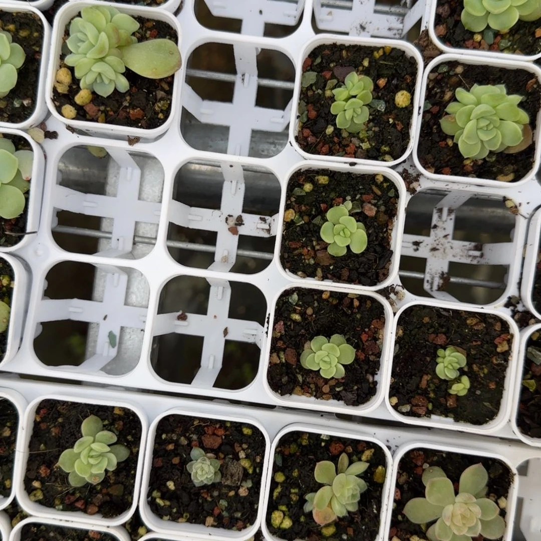 小现金盆一个2床满25包邮