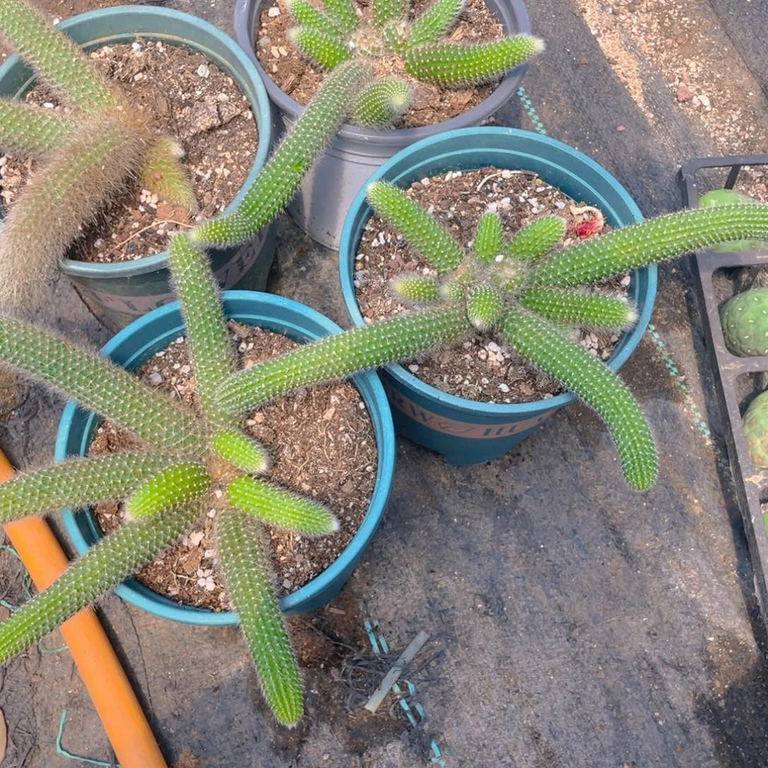 用***0九尾狐群生一物一拍