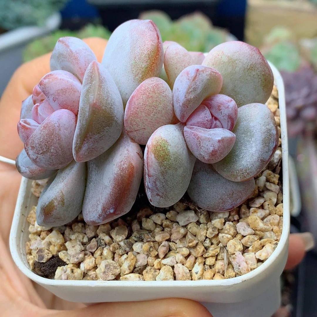 58包邮  群生不包整紫糖心03