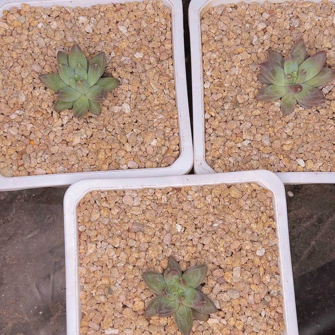 肉肉6666666666666666