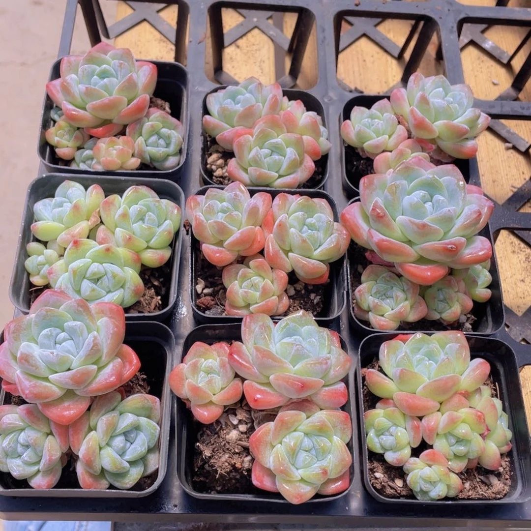 278号 肥胖樱花钻石冰玉群生一个