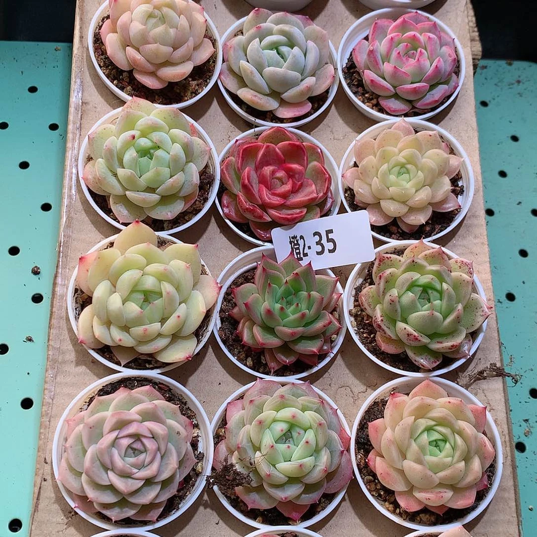 2-35一物一拍带盆18颗