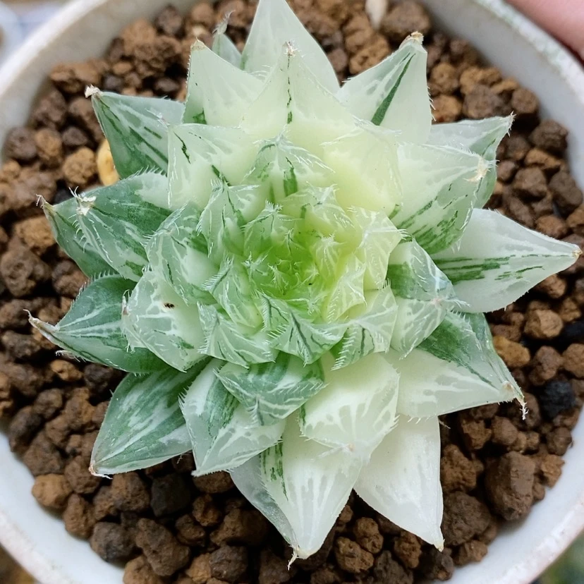 【闪购商品】44原始玉露锦