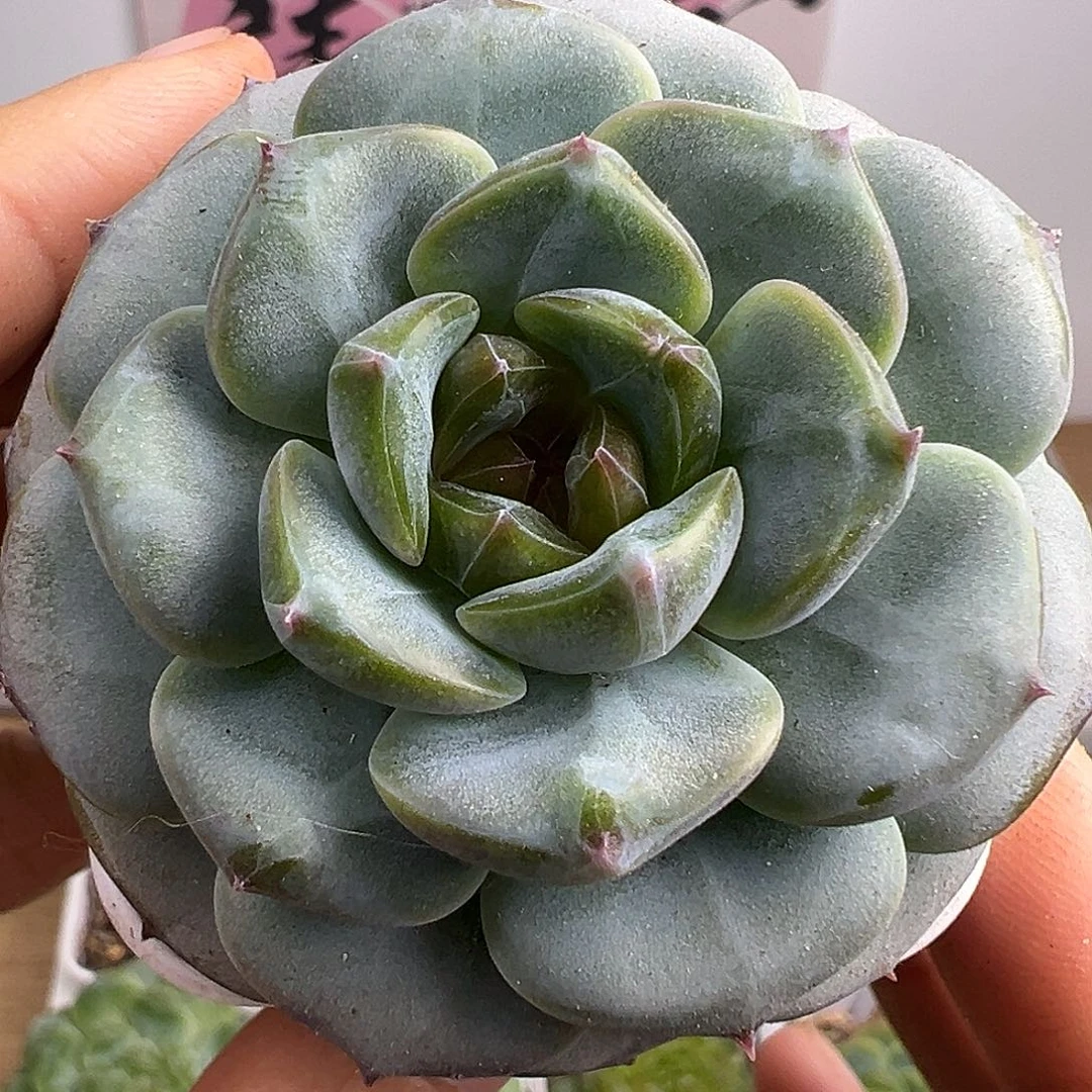 糖心一个一物一拍