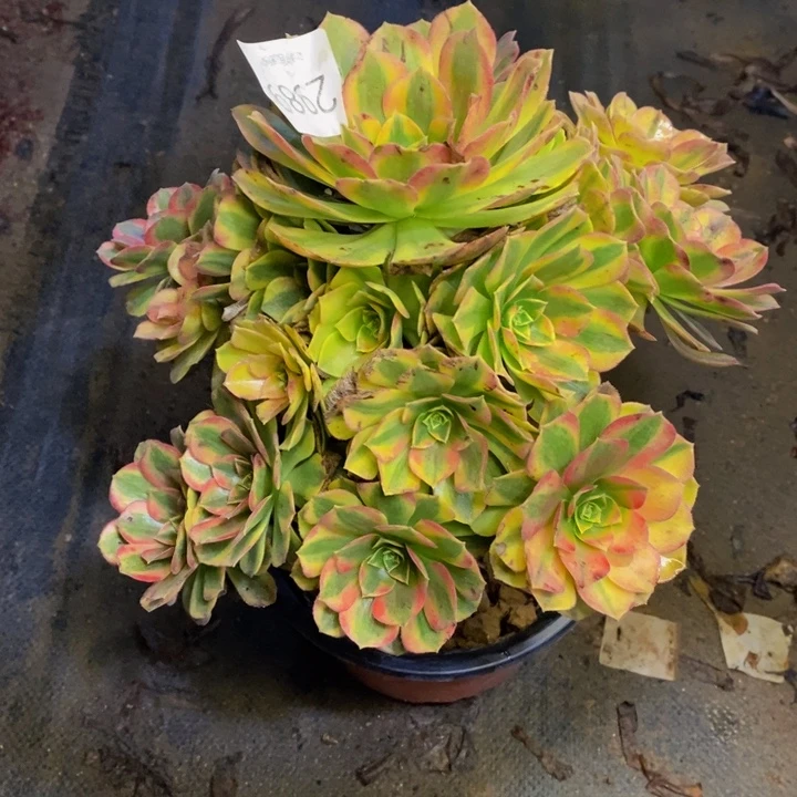 雨荷多肉断头不包2989