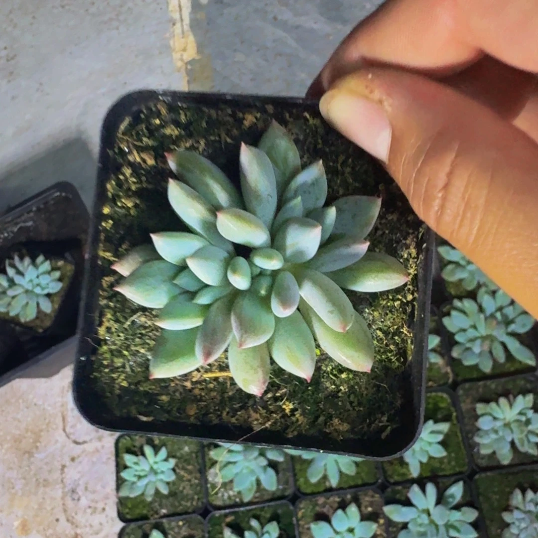 人鱼公主 3头 一物一拍