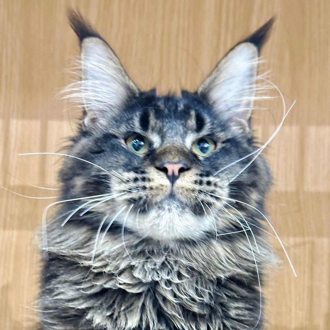 来了姊妹-棕麻纹缅因猫-弟弟-27