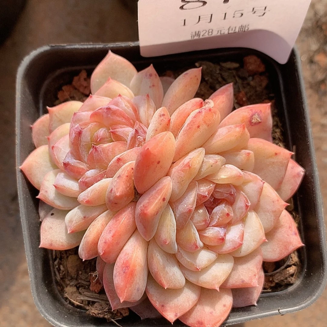 【闪购商品】云872