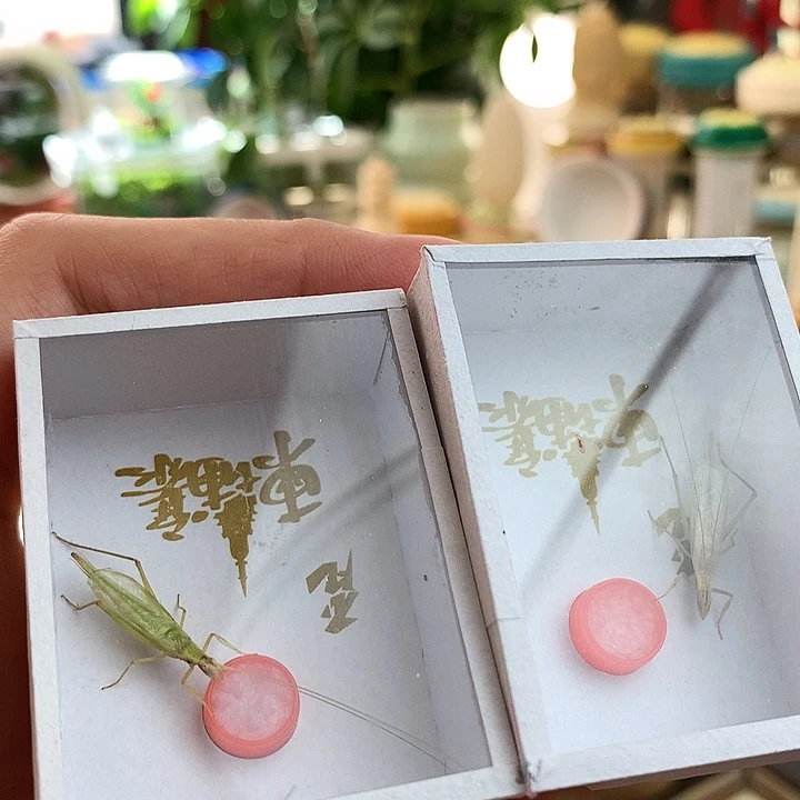 两只柬埔寨竹蛉啊啊啊啊啊