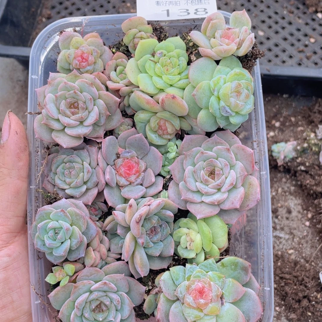 云糖心多肉植物138