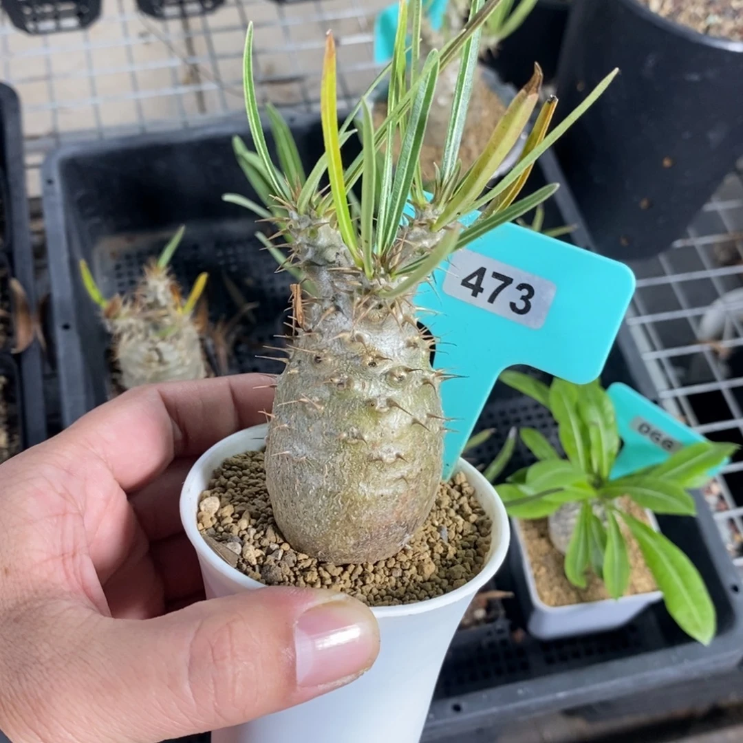 象牙宫多肉植物一个