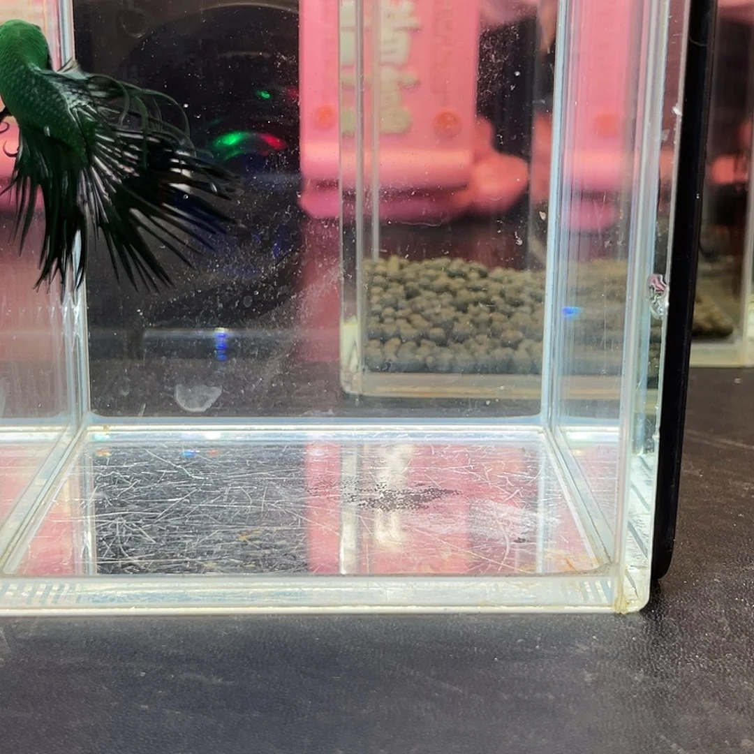 斗鱼23号92晚绿毒