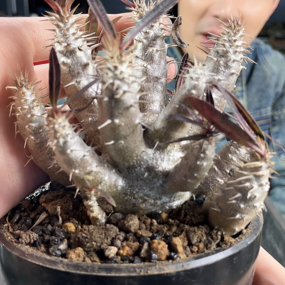 9cm实生多头凯蒂棒槌带盆