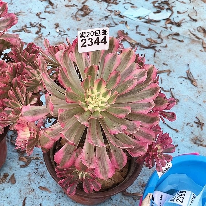 2344 一颗法师多肉